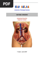 Biologia - Sistema Urinário Demo