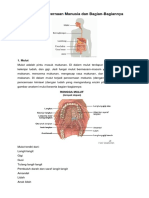 6 Organ Pencernaan Manusia Dan Bagian