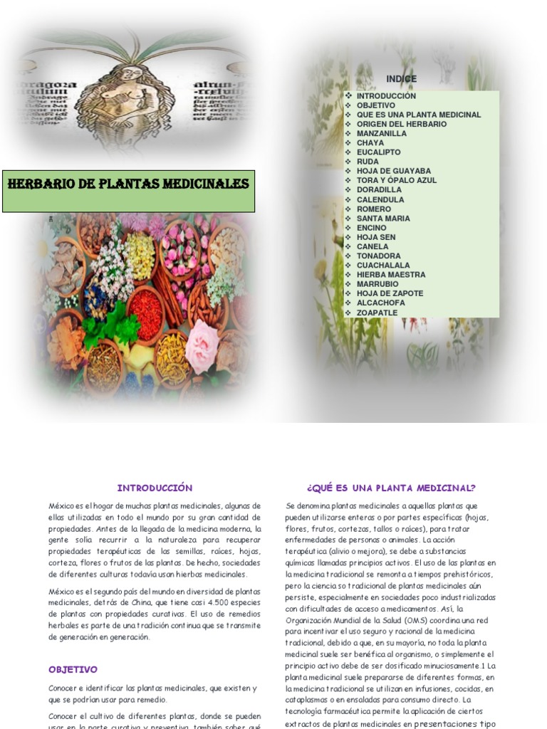 Herbario De Plantas Medicinales Indice Plantas Medicinales Romero
