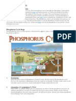 Phosphorus Cycle Info Sheet