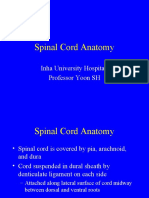 Spinal Cord Anatomy: Inha University Hospital Professor Yoon SH