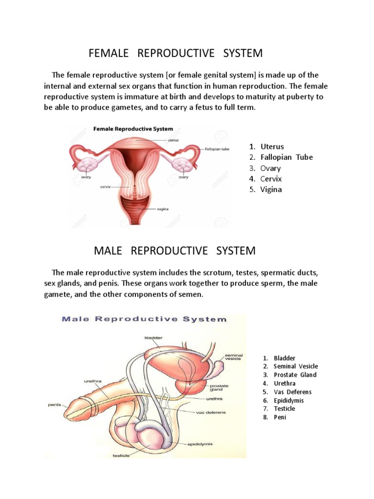 reproductive system essay introduction