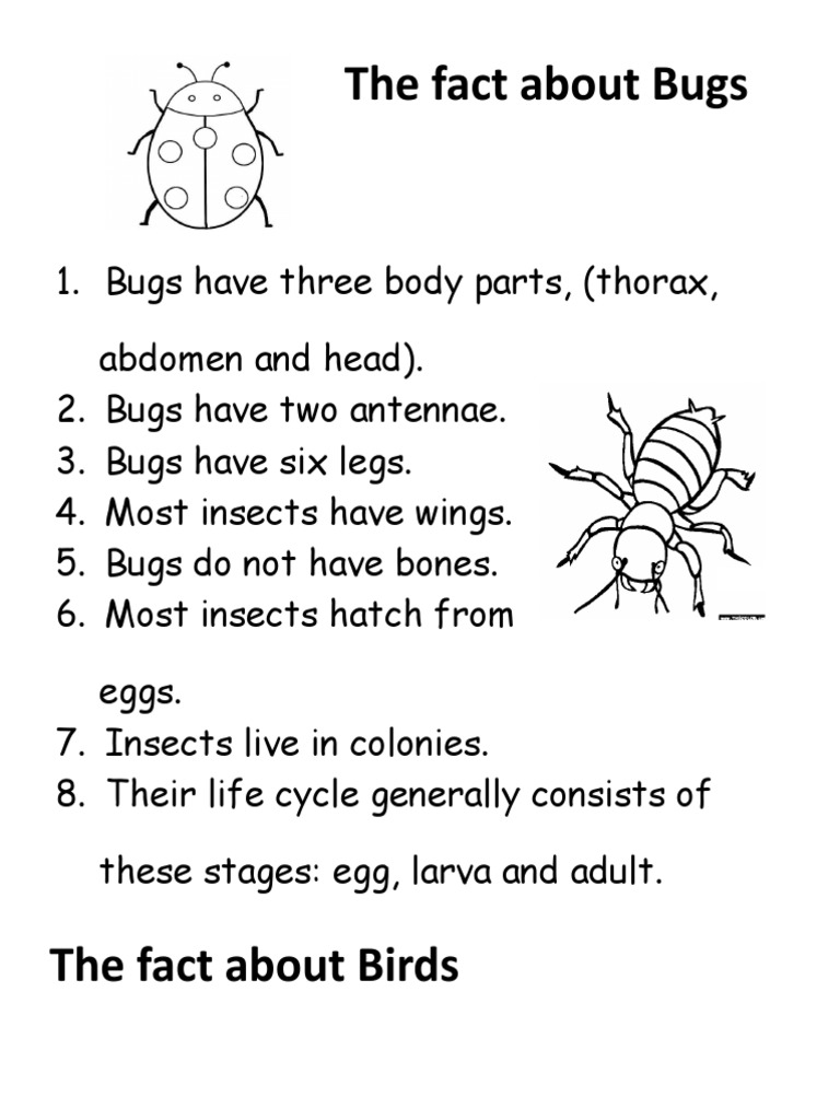 Fun Facts About Insects for Kids | PDF