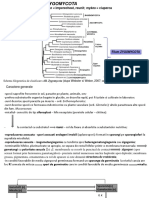 Fil Zygomycota - G Mucor Si Rhizopus