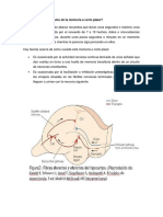 7,8,9 preg sem fisio.docx