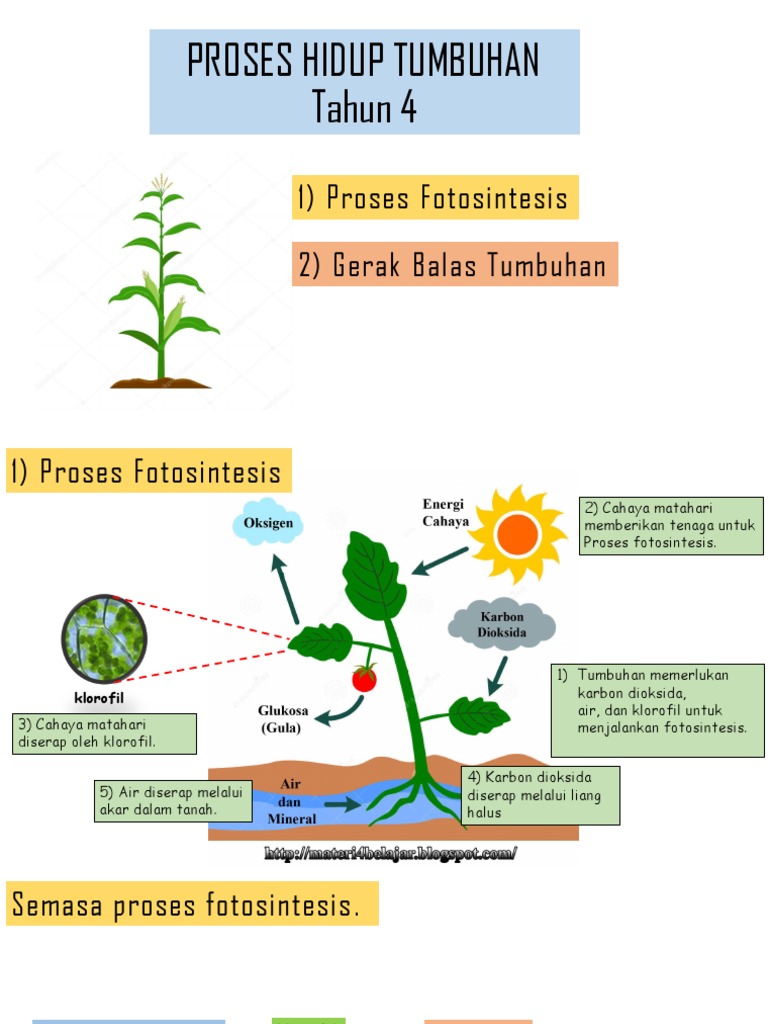 Nota Proses Hidup Tumbuhan Tahun 4