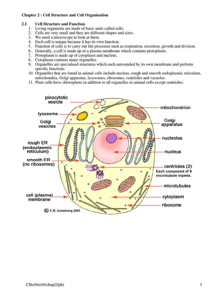 Chapter 2 - Note PDF | PDF | Tissue (Biology) | Human Body
