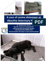 A Case of Canine Distemper at Jibachha Veterinary hospital