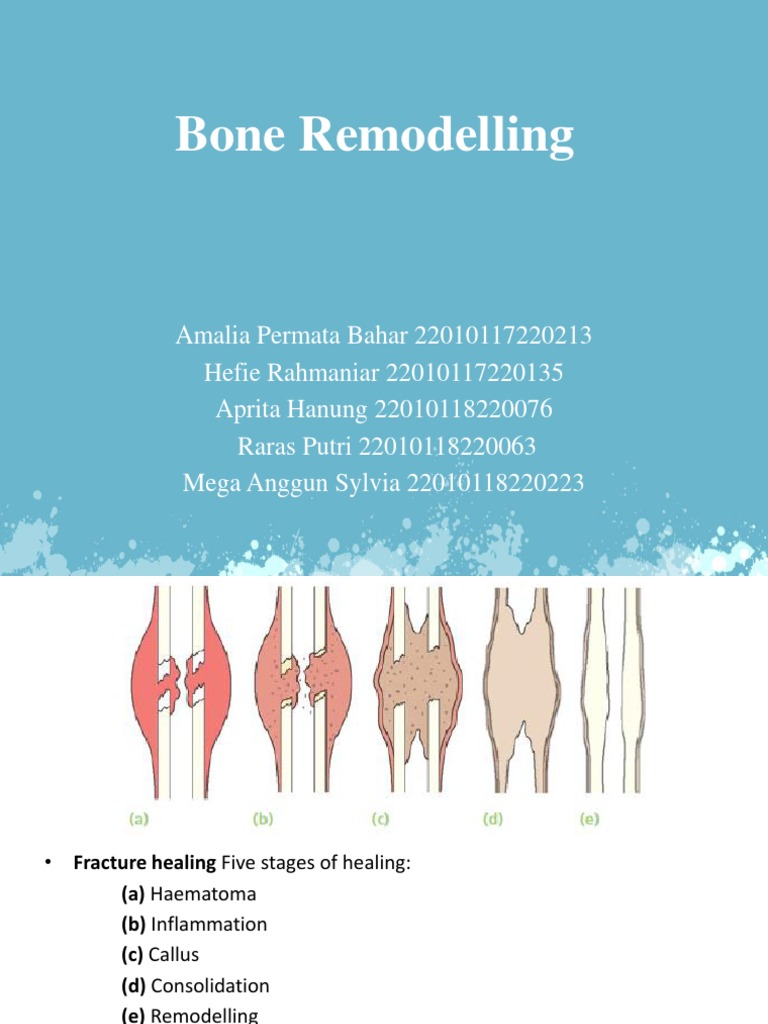 Bone Remodelling Biology Diagrams