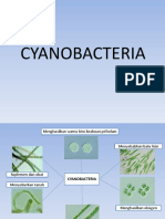 Cyanobacteria Ppt
