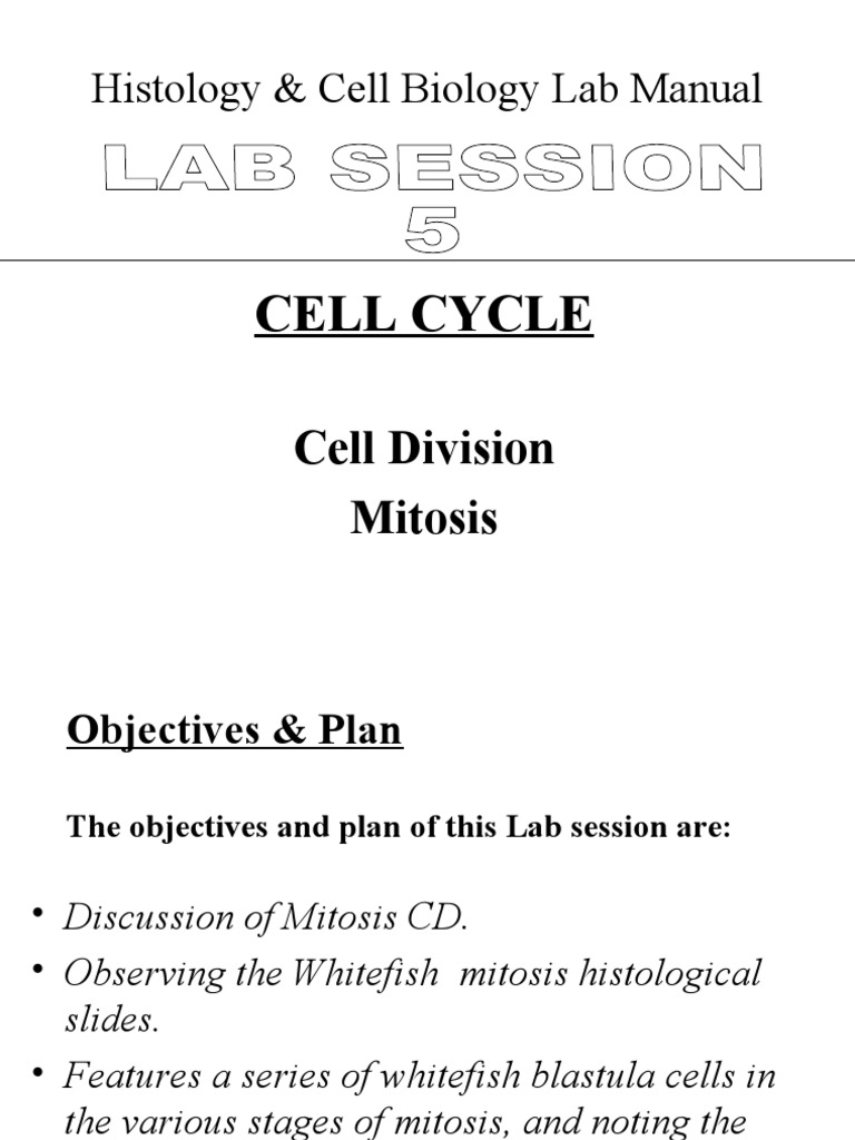 Mitosis and Cell Cycle Lab Guide | PDF | Mitosis | Cell Cycle