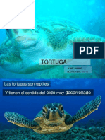 Tortuga Expo