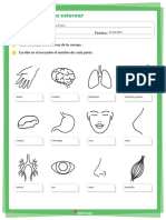 Partes Del Cuerpo