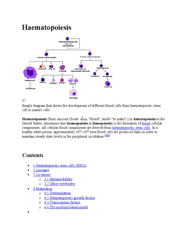Haematopoiesis | PDF | Haematopoiesis | Hematopoietic Stem Cell