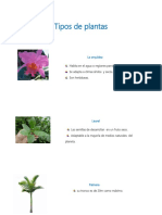 Tipos de plantas.docx