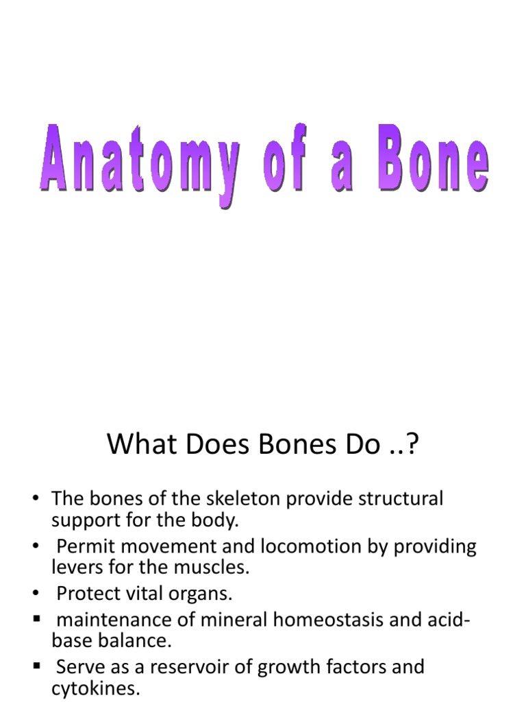 Functions and Structure of Bones | PDF | Osteoblast | Bone