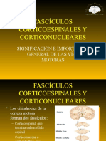 Fascículos Corticoespinales Y Corticonucleares: Significación E Importancia General de Las Vías Motoras