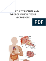 Explain The Structure and Types of Muscle Tissue Microscopic