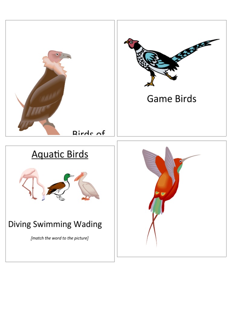 Aquatic and Game Birds Overview | PDF