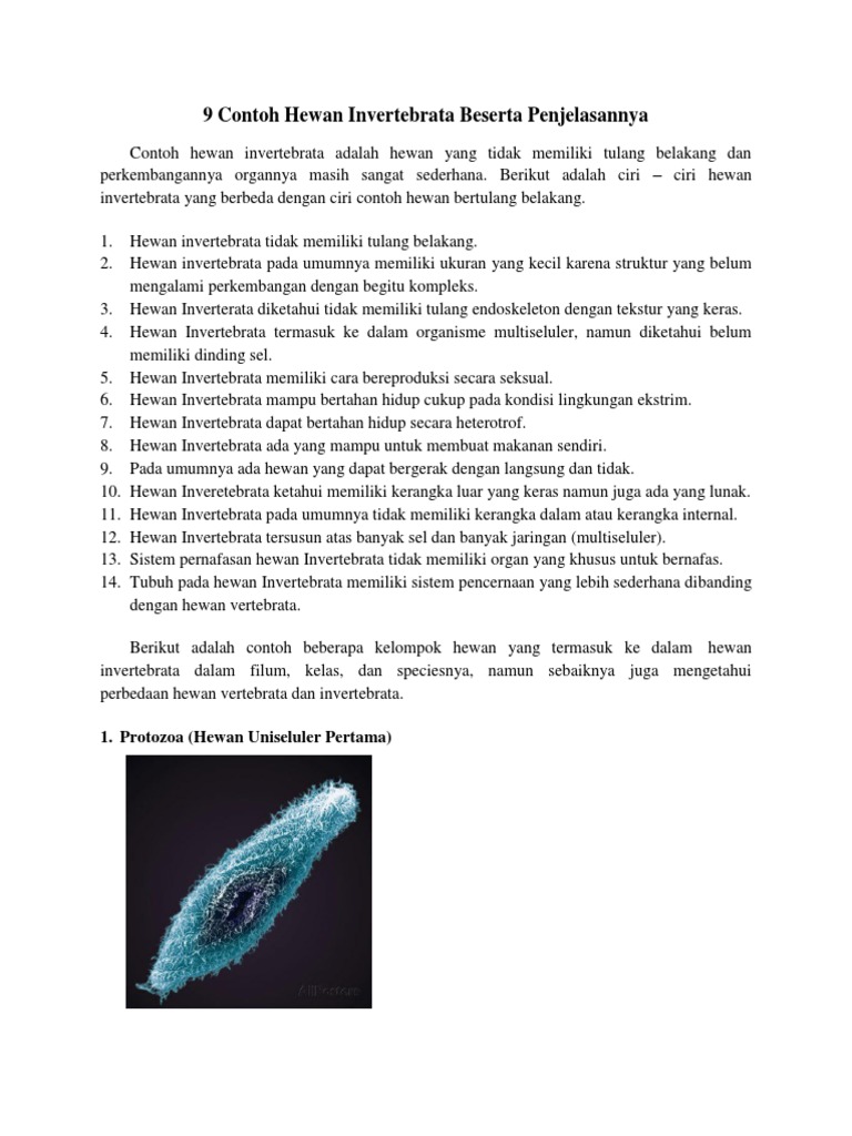 9 Contoh Hewan  Invertebrata Beserta Penjelasannya  Docx