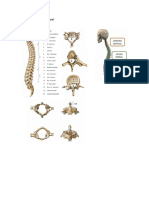 Paso 1 Anatomia PDF