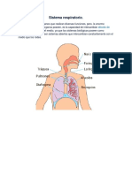 Sistema respiratorio.docx