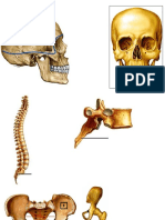 Imágenes de Anatomía