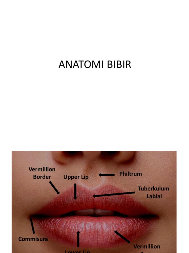 Anatomy of the Lips PDF