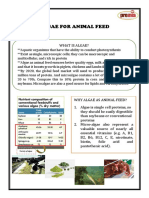 Algae for Animal Feed