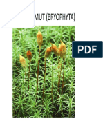 17.1 What Is A Plant - PDF