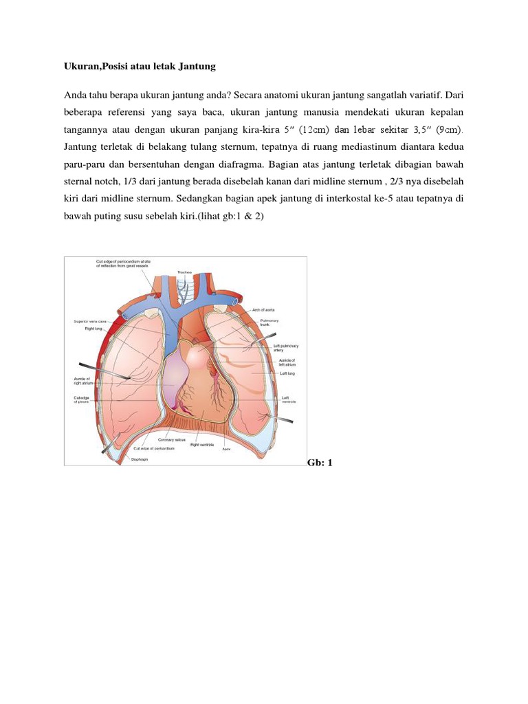 Anatomi Jantung | PDF | Perjalanan