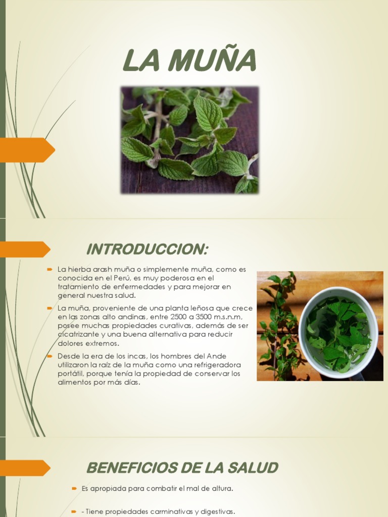 La Muña | PDF | Medicina CLINICA | Enfermedades y trastornos