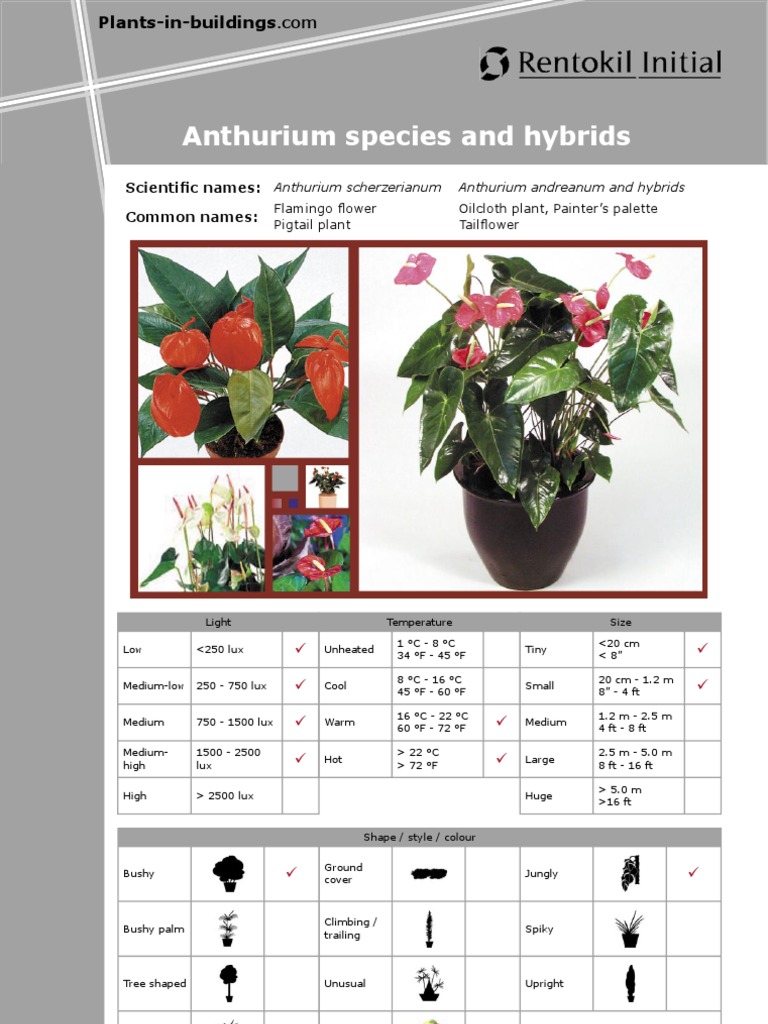 Anthurium | PDF | Plants | Horticulture And Gardening