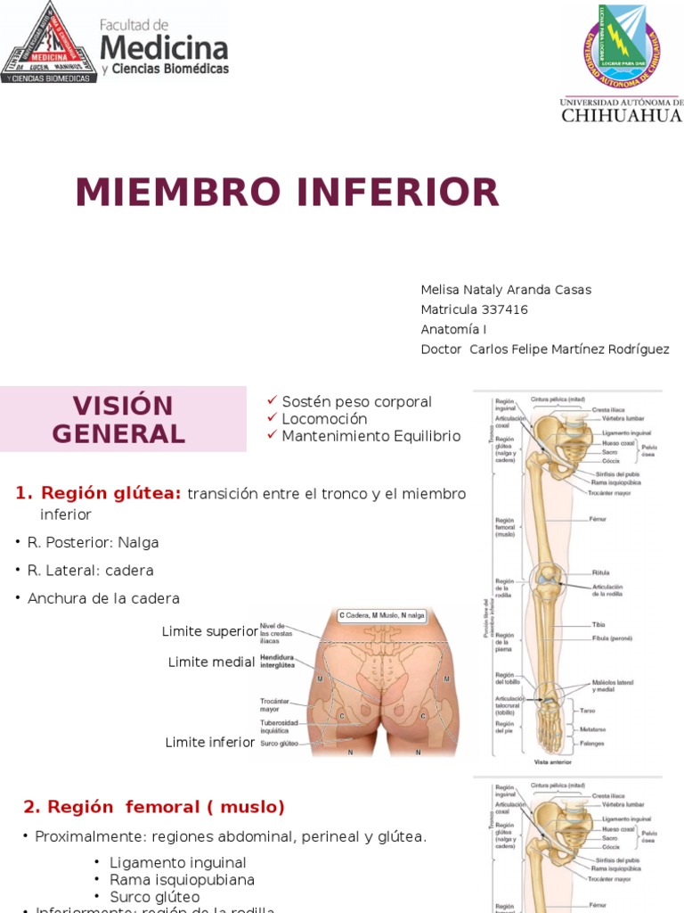 Anatomía y Desarrollo del Miembro Inferior | PDF | Rodilla | Pelvis