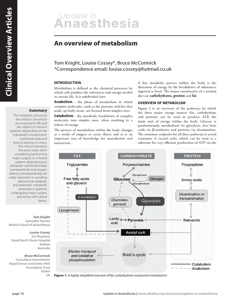 An Overview of Metabolism | PDF | Metabolism | Citric Acid Cycle