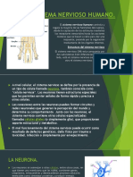 El Sistema Nervioso Humano