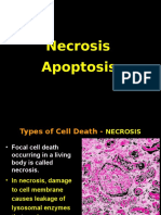 Necrosis and Apoptosis