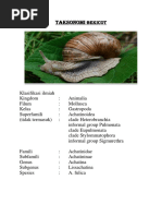 Katka Klimova qandolatchi