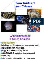 Characteristics and Key Features of Phylum Cnidaria