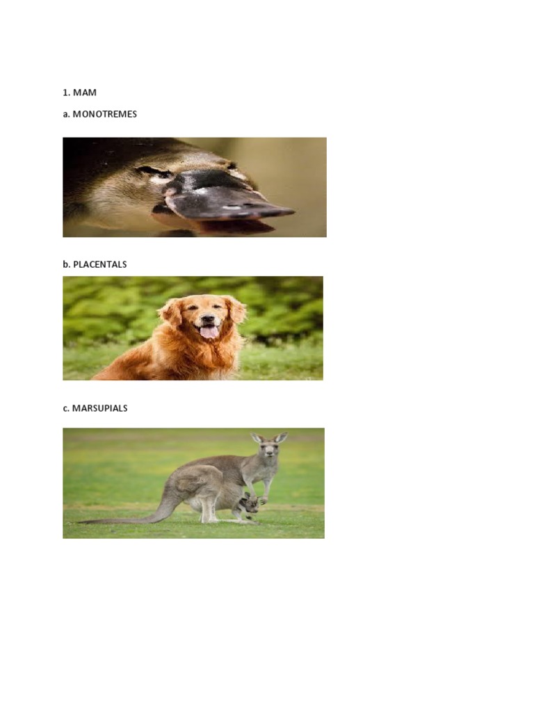 Animal Classification and Processes Guide | PDF