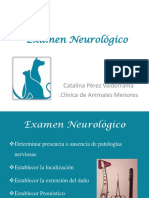 Examen neurológico completo para perros y gatos