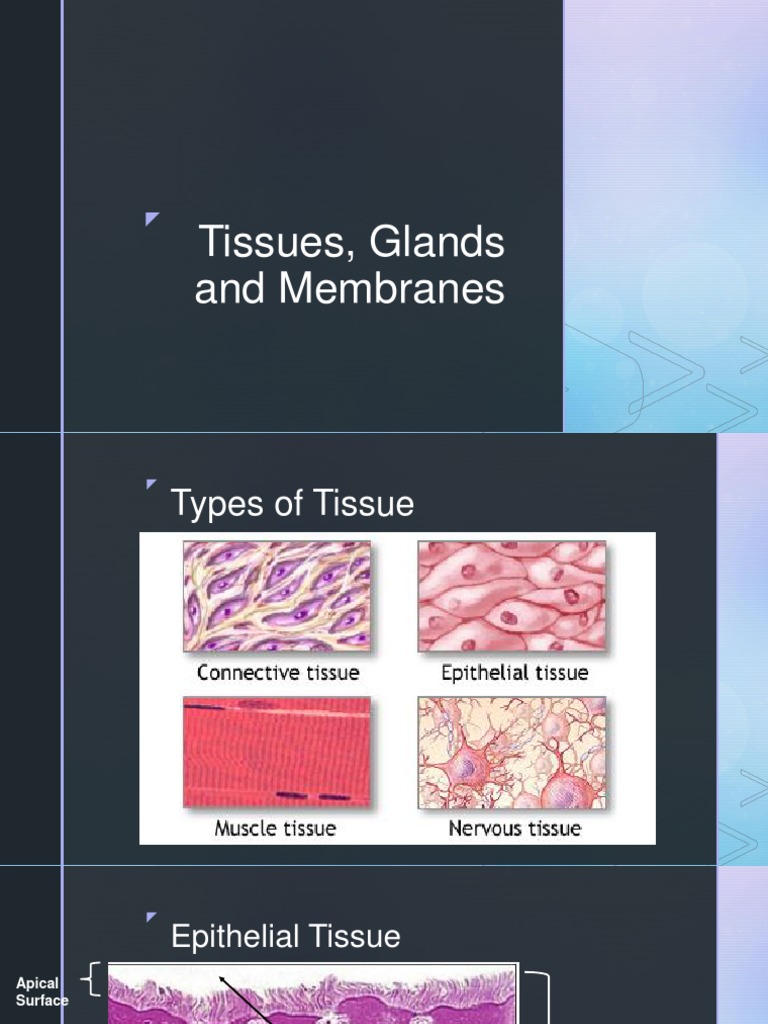 Tissues Glands and Membranes PDF | PDF | Epithelium | Connective Tissue