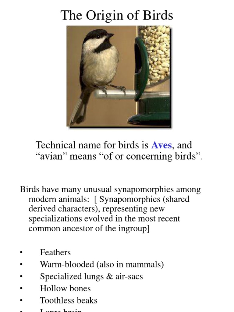 Evolutionary Origins of Birds | PDF | Dinosaurs | Birds