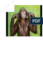 chimpanse.docx