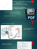 Fisiologia Dolor PDF