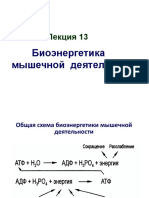 Lektsia 13 Bioenergetika Myshechnoy Raboty