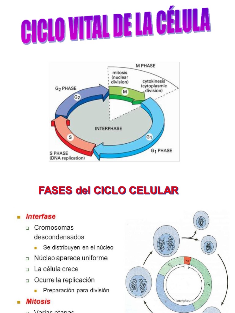 Fases del Ciclo Celular y Mitosis | PDF | Mitosis | Mitosis