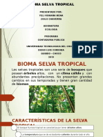 Diapositivas de La Selva Tropical