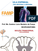 Medula Espinal: Principais Vias Aferentes e Eferentes