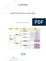 8 - Maturação de Linfocitos